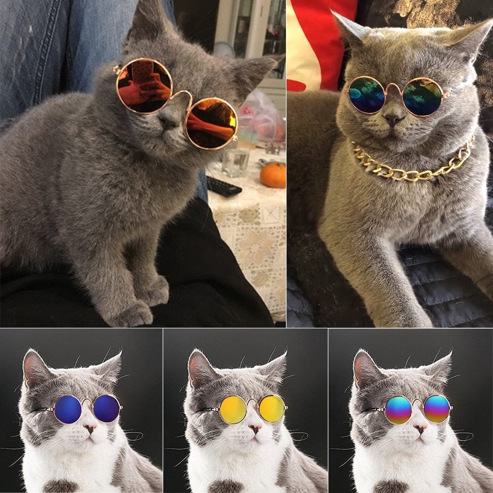 Cool Funny The Kitten Sunglasses
