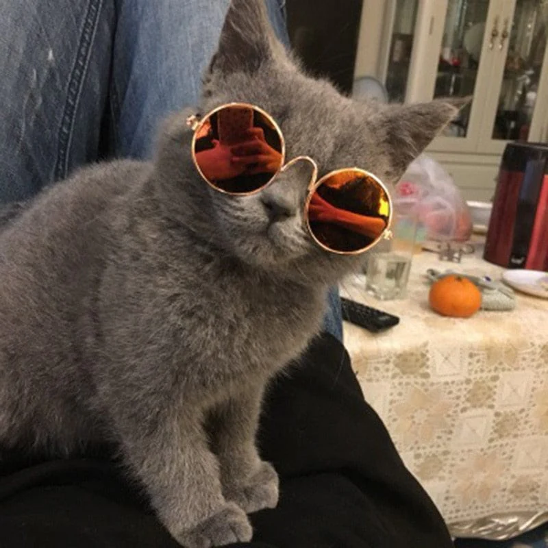 Cool Funny The Kitten Sunglasses - Image 25