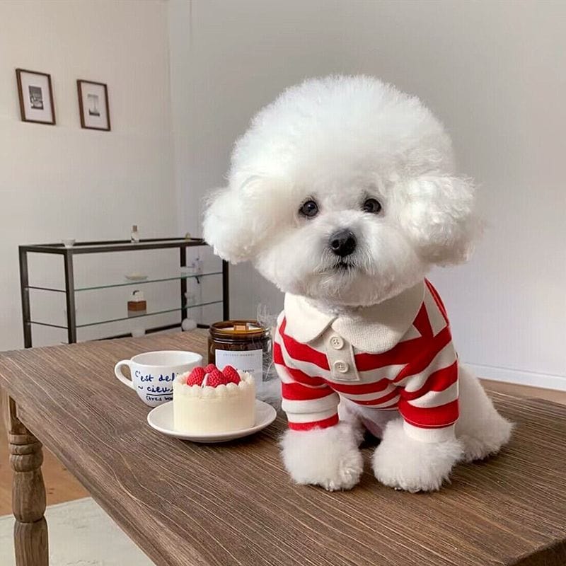 Dog Polo Shirt Soft Pullover Suit for Puppy - Image 4