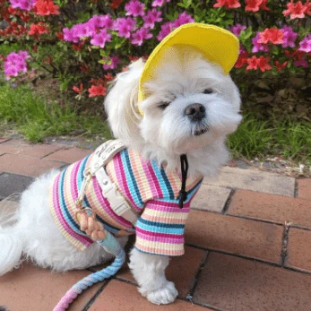 Pet Baseball Caps Cute Dog Sun Hats - Image 4