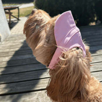 Pet Baseball Caps Cute Dog Sun Hats - Image 5